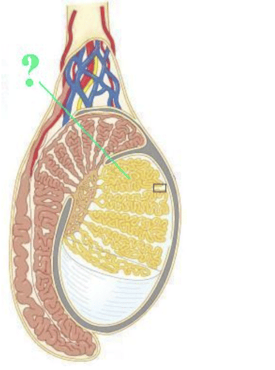 <p>seminiferous tubule</p>