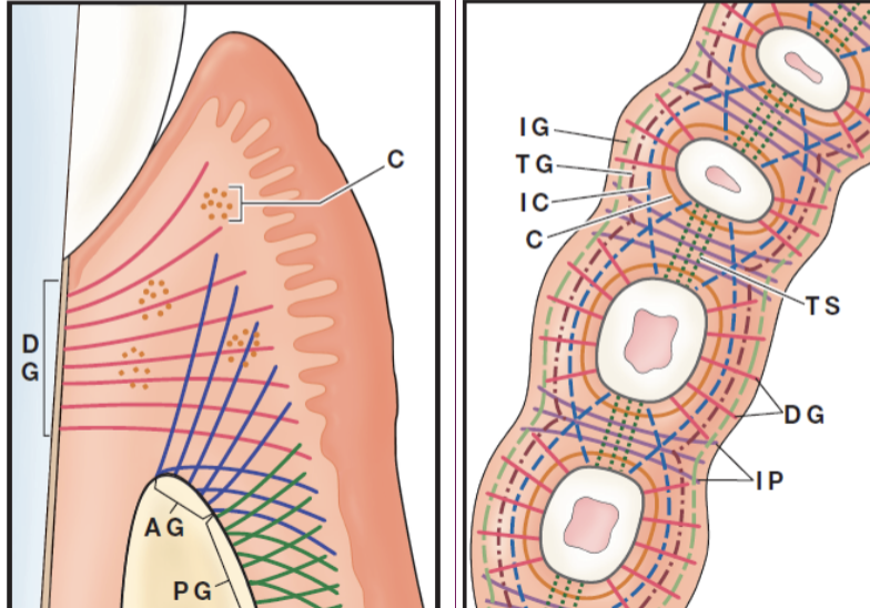 <p>9 different fibers bundles named after orientation and insertion:</p>
