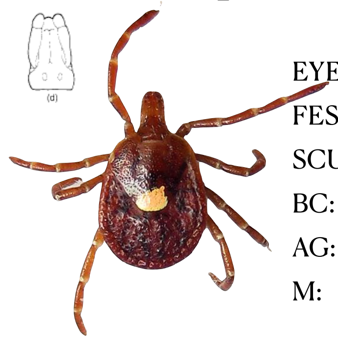 Diseases transmitted by this insect