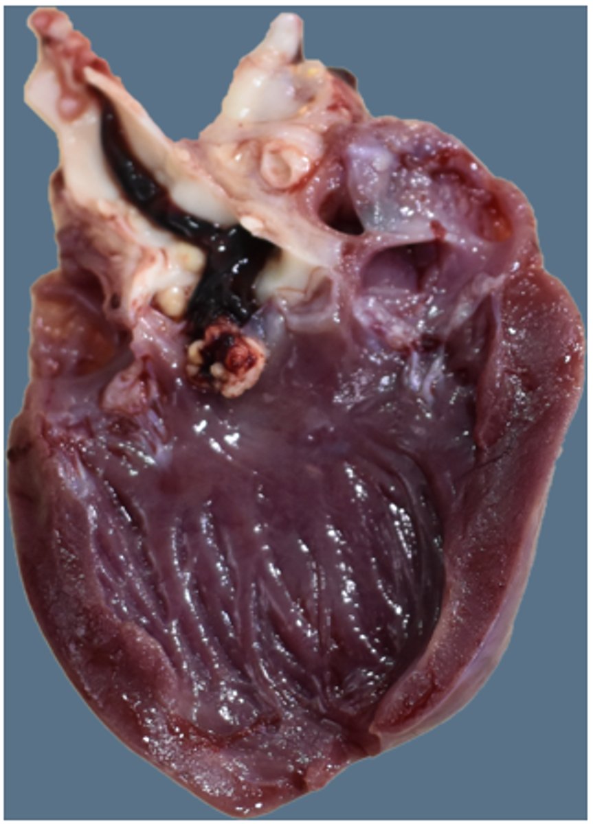 <p>Diagnose</p>