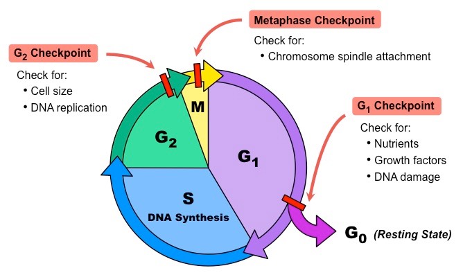 <ol><li><p>Growth 1 (<u>G1</u>)- Cell grows and carries out its normal functions. Before S phase,<span style="background-color: transparent;"><span> the cell evaluates if it’s environment is favorable for replication. This is checkpoint 1.</span></span></p></li><li><p><span style="background-color: transparent;"><span>Synthesis (</span><u><span>S</span></u><span>)- DNA replication occurs</span></span></p></li><li><p><span style="background-color: transparent;"><span>Growth 2 (</span><u><span>G2</span></u><span>)- Cell grows more and does its normal functions. Before the cell enters mitosis, it evaluates if all it’s DNA has been copied and if there’s any damaged DNA. This is checkpoint 2</span></span></p></li><li><p>Mitosis (<u>M</u>)- <span style="background-color: transparent;"><span>Cell divides and goes through either mitosis or meiosis. During M phase, there’s another checkpoint that evaluates if all chromosomes have been attached to mitotic spindles</span></span></p></li></ol><p></p>