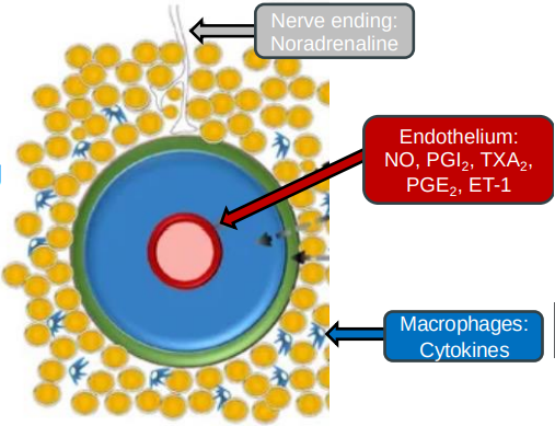 <ul><li><p>Sympathetic nerves release noradrenaline, causing blood vessels to constrict and <span>↑ BP.</span></p></li><li><p>Vascular endothelium lining releases nitric oxide (NO) for vessel relaxation (dilation) &amp; endothelin for vessel contraction.</p></li><li><p>Adrenaline (from adrenal medulla) can cause dilation or constriction, depending on the receptors it activates in blood vessels.</p></li><li><p>Renin–angiotensinaldosterone system (RAAS) releases hormones like angiotensin II which cause vessel constriction and ↑ BP.</p></li></ul><p></p>