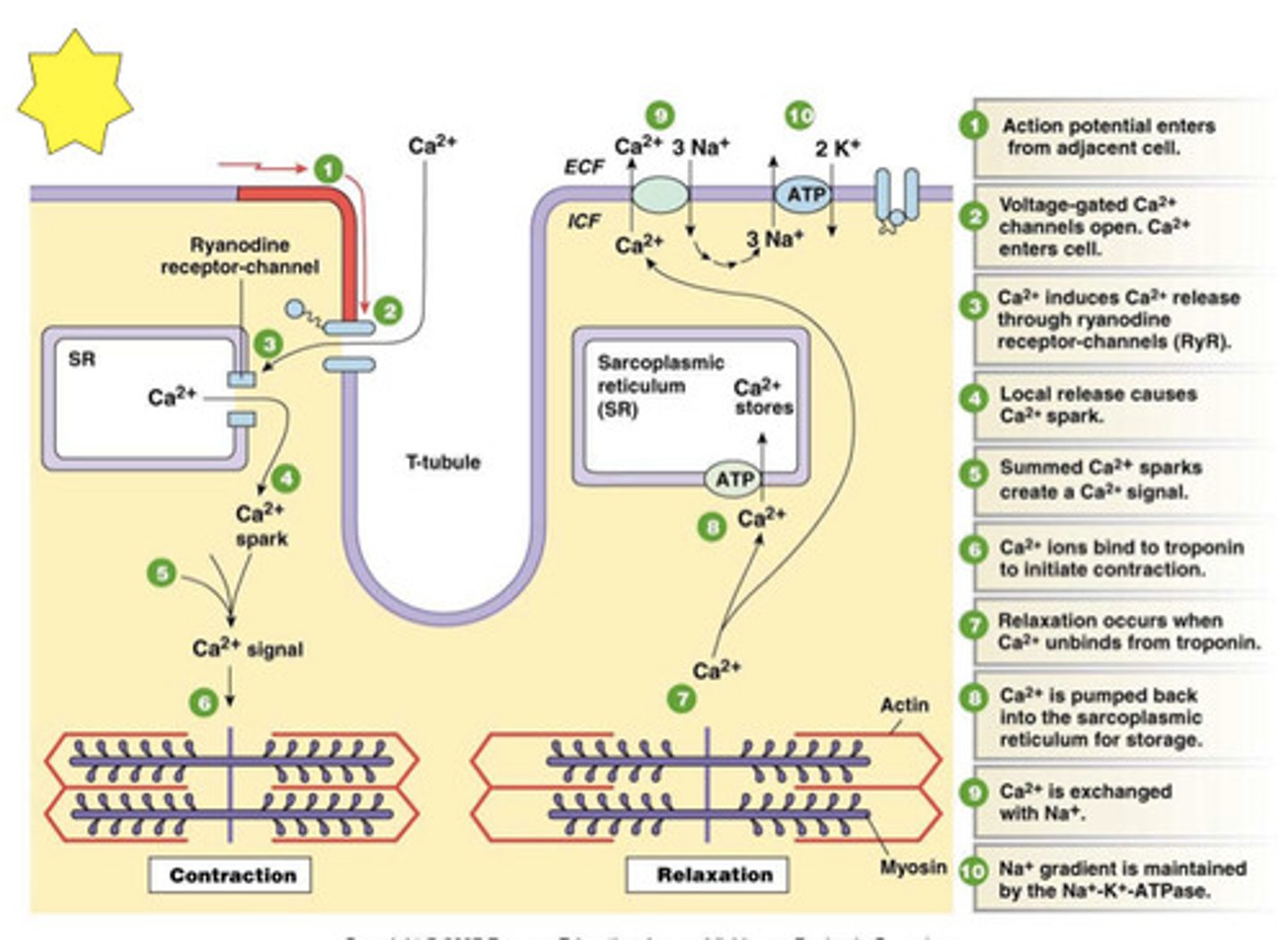 <p>Phase 0- depolarization, influx of Na+</p><p>Phase 1- initial repolarization, closure of Na+ channels, K+ leak channels open and K+ flows out</p><p>Phase 2- plateau phase, influx of Ca2+ from voltage-gated Ca2+ channels balances K+ leak</p><p>Phase 3- repolarization, closure of Ca2+ channels, K+ leak channels keep leaking</p><p>Phase 4- resting potential, closure of K+ leak channels, maintained by Na+/K+ ATPase</p>