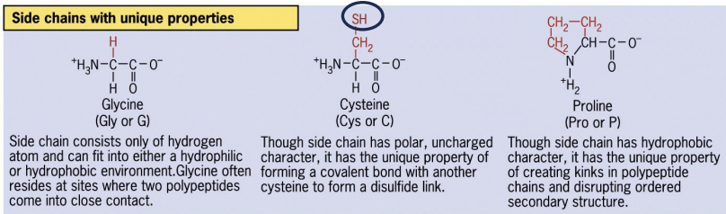 <p>e.g. sulfhydrl or cysteine</p>