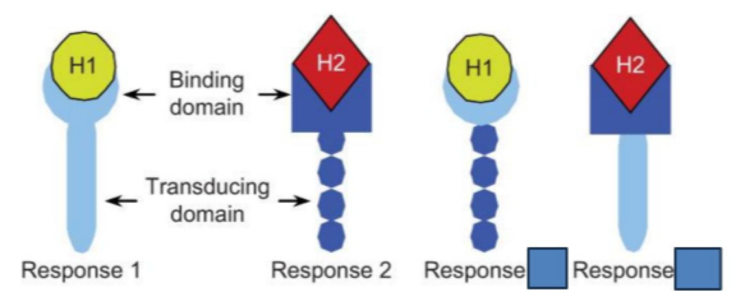 <p>transducing domain </p>