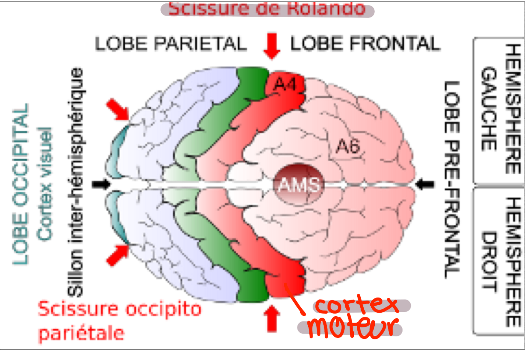 <p>du cortex moteur (devant la scissure de Rolando) jusqu'au muscle strié</p>