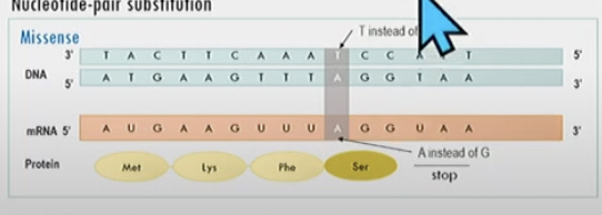 nucleotide base-pair substitution

amino acid changesN