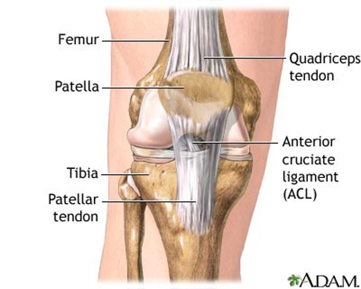 <p>common tendon for quadriceps group, attaches to patella to allow for knee extension</p>