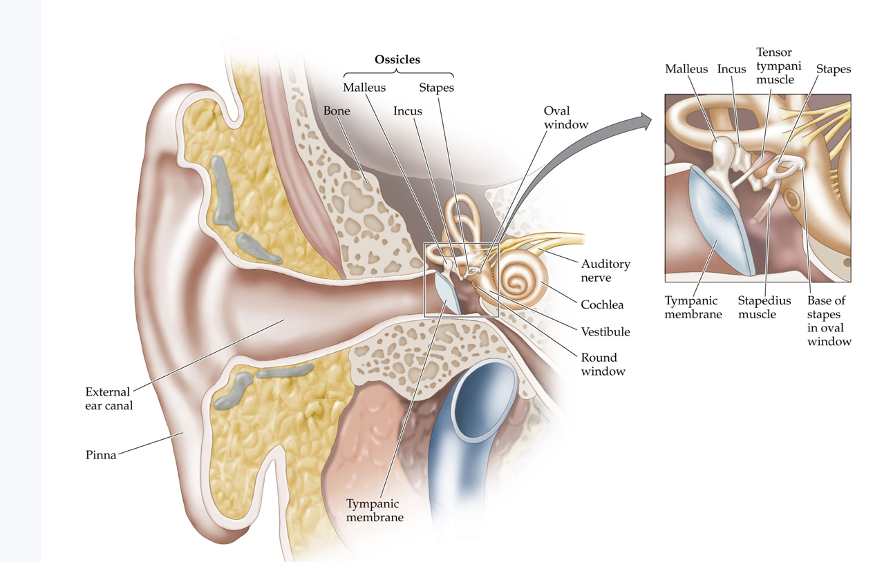 <p><span>The three parts of the outer ear are the pinna, external ear canal, and tympanic membrane. The middle ear is composed of the oval window and three tiny bones (the ossicles) that connect it to the tympanic membrane (eardrum). Note that the tympanic membrane has about 18 times as much surface area as the oval window beneath the stapes. The cochlea is the major structure of the inner ear, where sound waves (vibrations) are transduced into neural signals that are then sent to the auditory cortex of the brain</span></p>