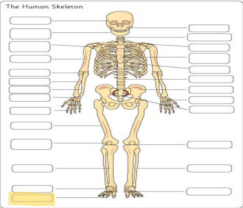 <p>What is this Bone?</p>