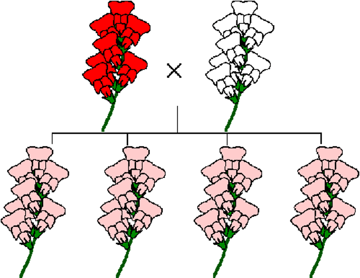 <p>creates a blended phenotype; one allele is not completely dominant over the other</p>