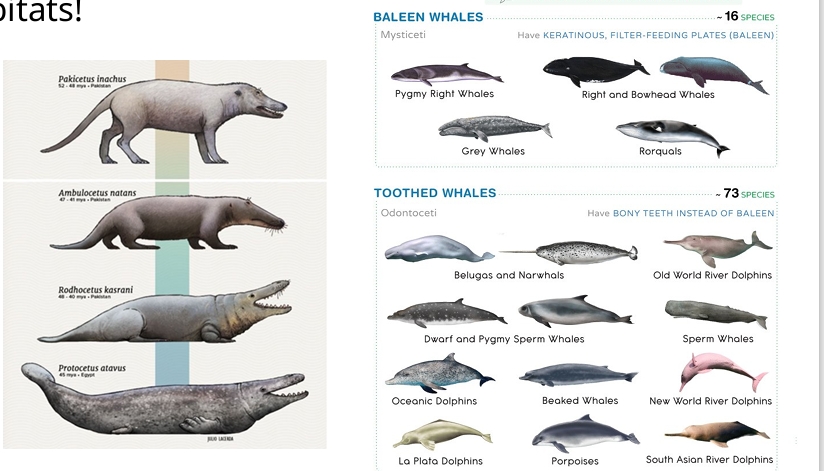 <p>Cetaceans - ex. baleen & toothed whales </p>