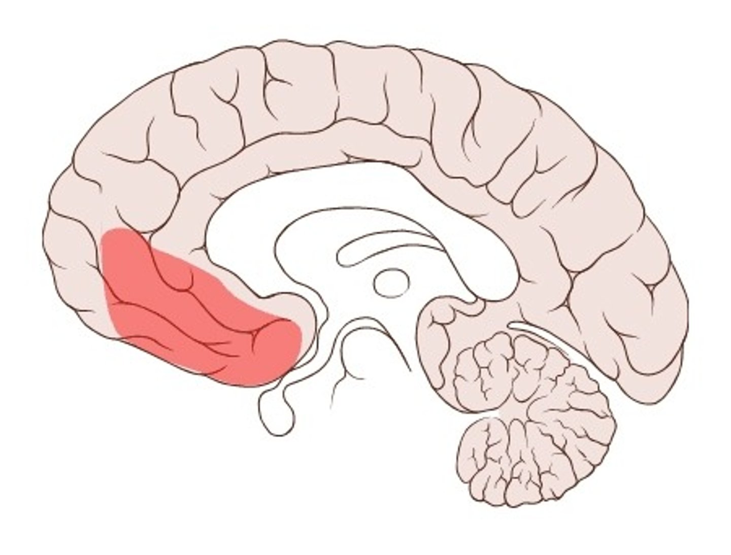 <p>thought to play a substantial role in decision making and controlling emotional responses from the amygdala. a sever to this region would cause greater impulsivity</p>