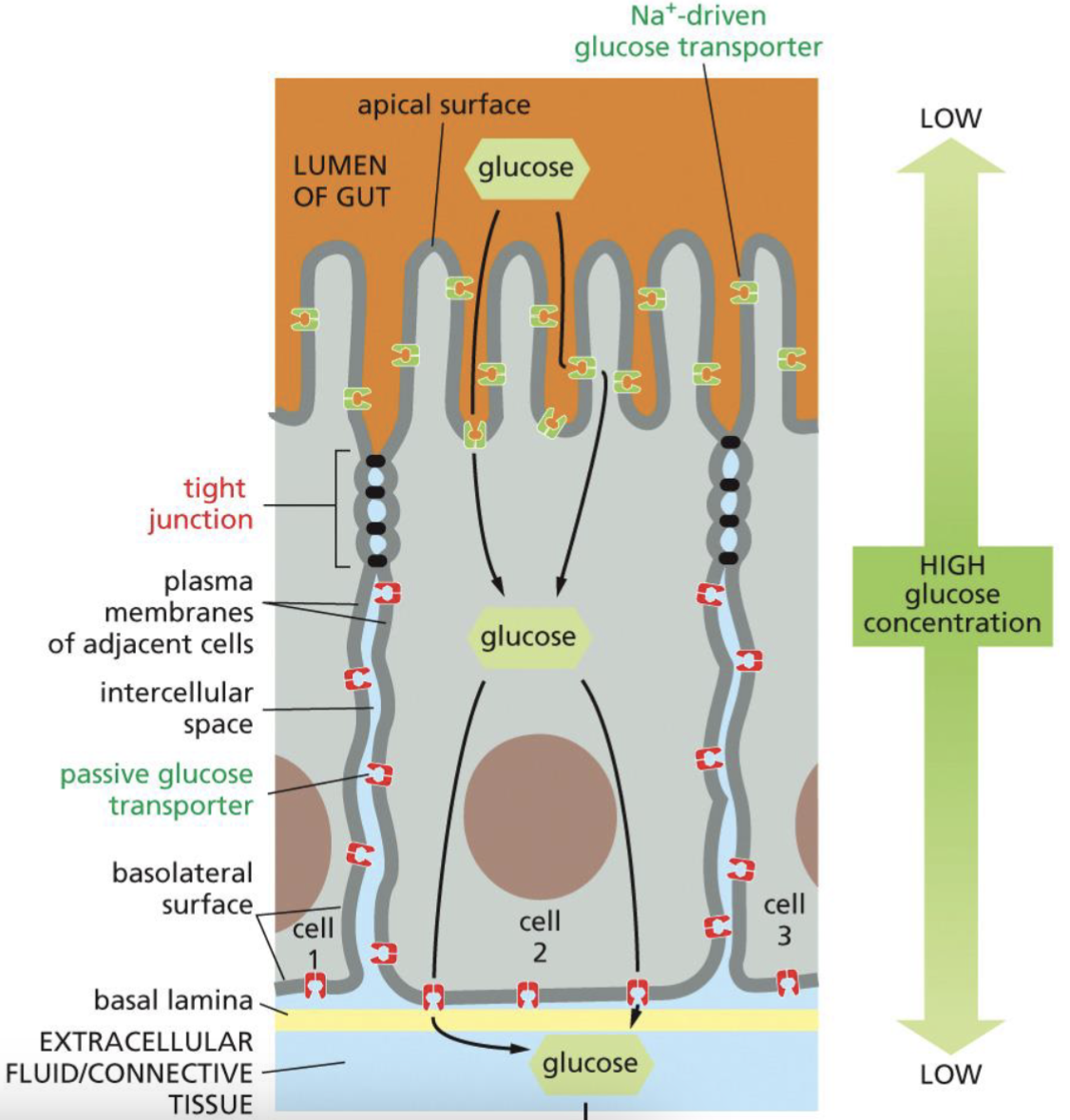 <p>In the intestinal epithelial cells…</p><p>Lumen of gut: a lot of sodium ions. There are sodium ion driven glucose transporter → uses energy to transport glucose from the lumen into the cell</p><p>In the cell: a lot of glucose (high [glucose]) → passive carriers allow glucose to diffuse out of the cell into connective tissue/blood (diffusion)</p><p><strong>Tight junctions keep correct transporters in the correct domains</strong></p>