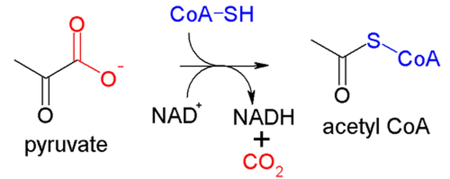 <p>(B) oxidized, acetyl-CoA</p><p>During the linking step (pyruvate dehydrogenase), pyruvate is oxidized and becomes acetyl-CoA.</p><p>Struggling to memorize the metabolic pathways (such as glycolysis and beta-oxidation)? Learn them like the back of your hand using Andrew's Metabolic Pathways Mastery Course @ https://mcatselfprep.com/course/andrews-metabolic-pathways-mastery-course/</p>