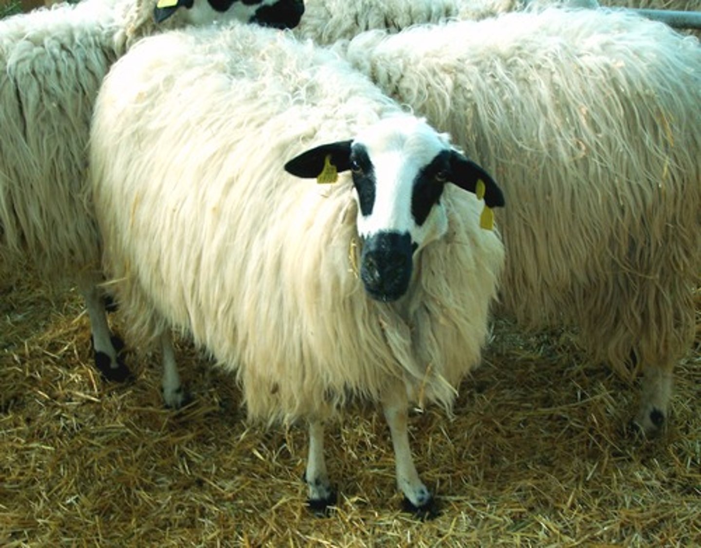 <p>black face markings, black hooves, coarse long locks, spain, milk and rustic meat, extensive</p>