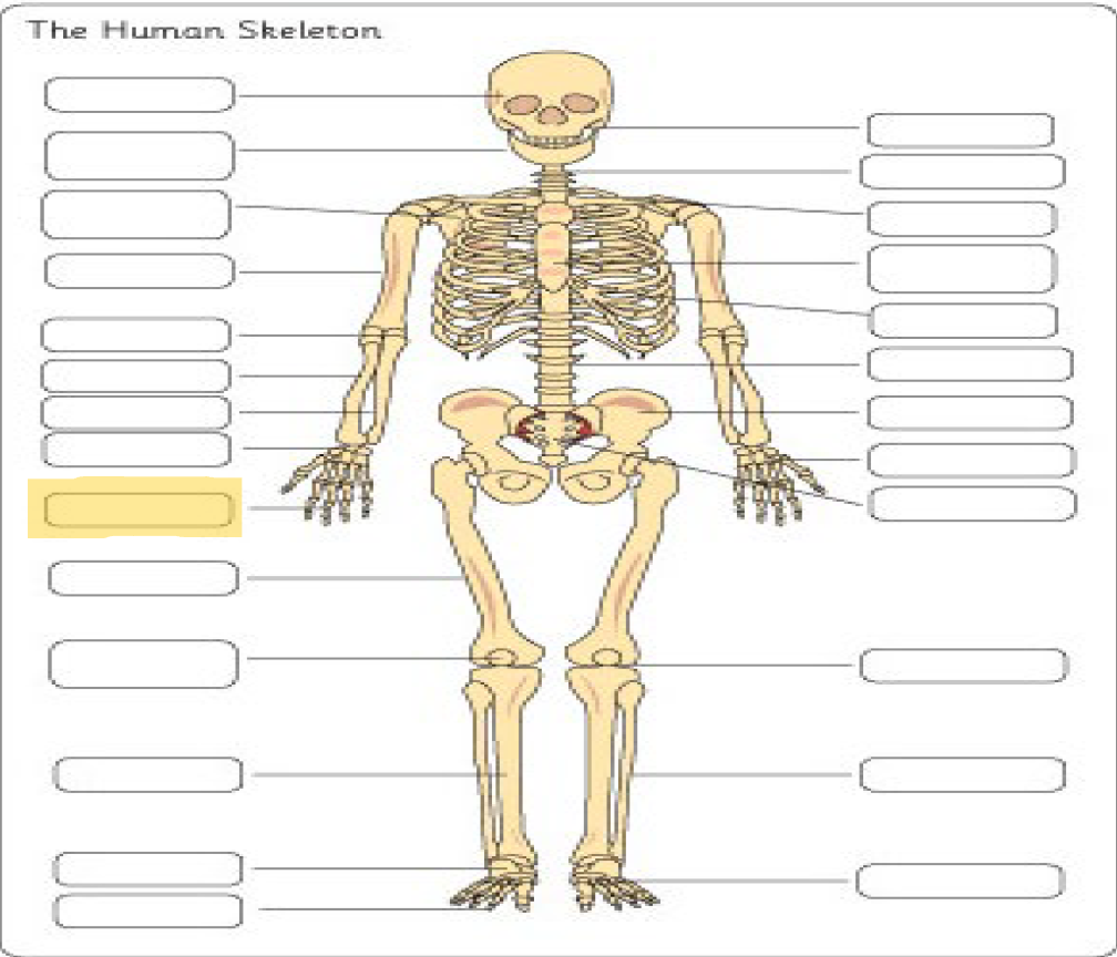 <p>What is this Bone?</p>