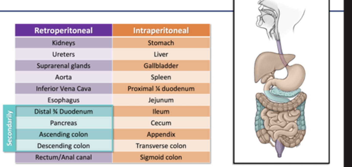 <p>Distal 3/4 duodenum</p><p>Pancreas</p><p>Ascending Colon</p><p>Descending Colon</p>