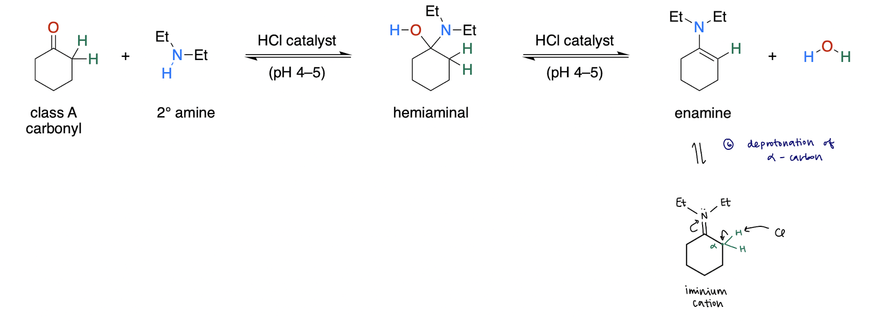 <ol><li><p>aldehyde/ketone [2], R2NH (2º amine)</p></li><li><p>H+ catalyst, buffered 4-5 pH</p></li><li><p>imine (C=N)</p></li></ol>