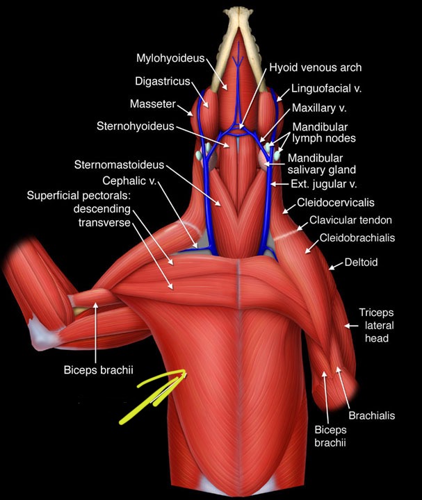 <p>Adduct the forelimb (bring limb toward midline)</p>