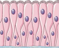 <p>appears stratified, but are not. (occurs b/c the nuclei lie at two or more levels in the row of aligned cells, and the cells may vary in shape) </p>