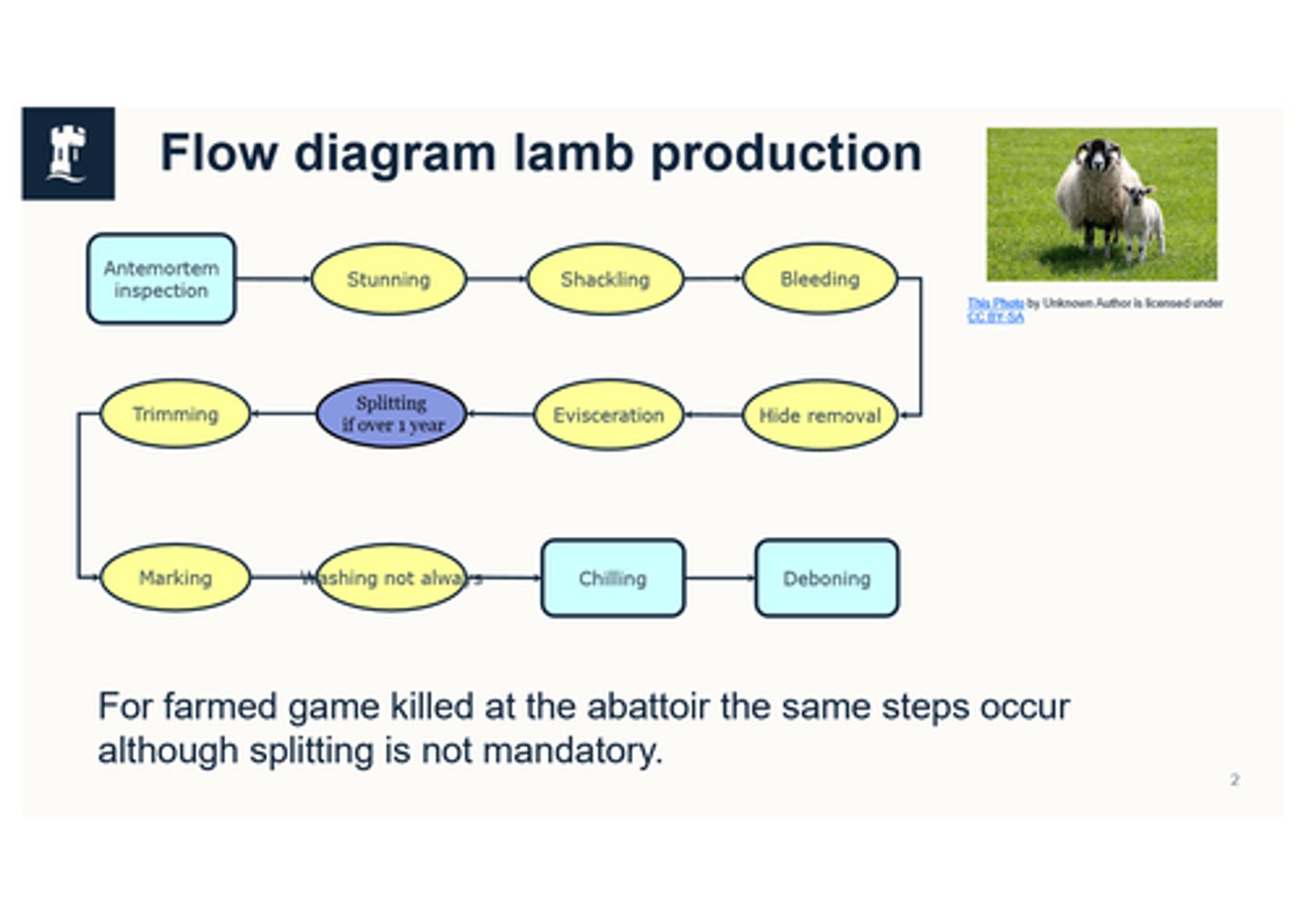 <p>Ante-mortem inspection (on every single animal by OV but remember it is not a clinical exam) --> stunning --> shackling --> bleeding --> head removal (but just binned not kept for post-mortem like in cattle because no market for sheep brains in the UK)and hide removal --> evisceration --> splitting --> trimming --> marking --> washing --> chilling --> deboning</p>