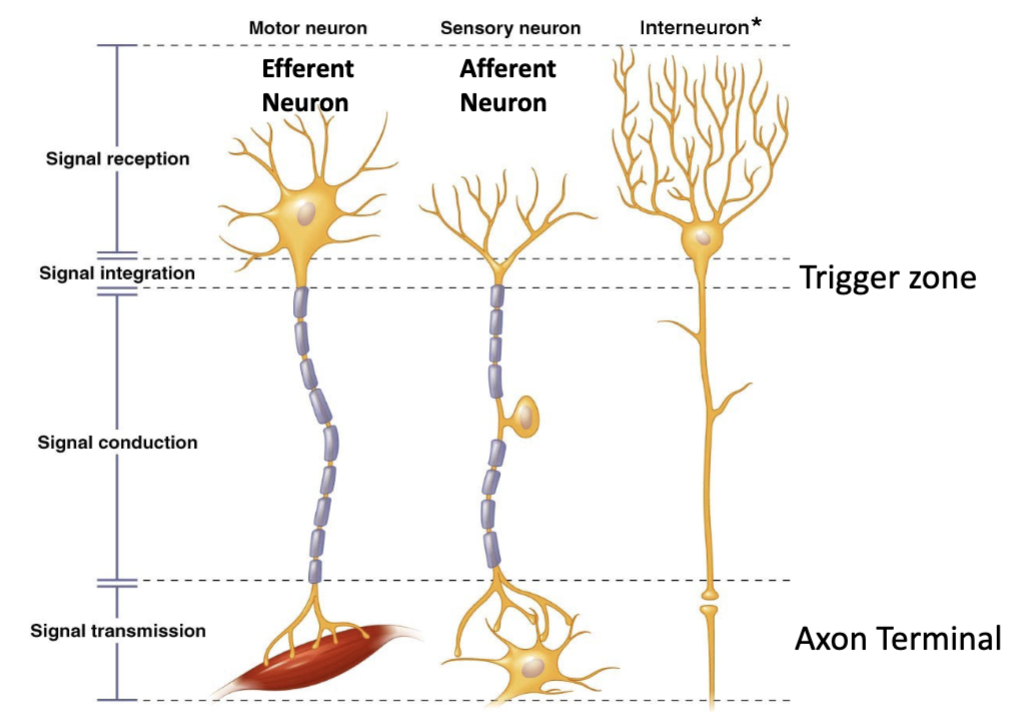 <p>sensory (afferent) neurons; interneurons; and motor (efferent) neurons</p>