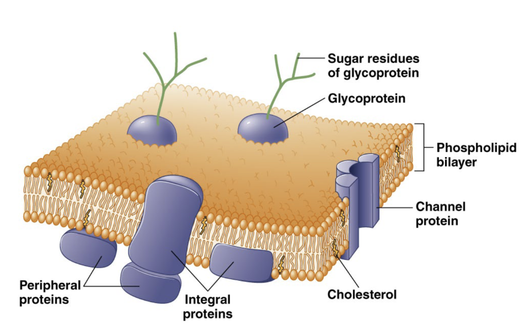 <p>cholesterol, integral proteins, channel proteins, peripheral proteins, glycoprotein and sugar residues of glycoprotein</p>