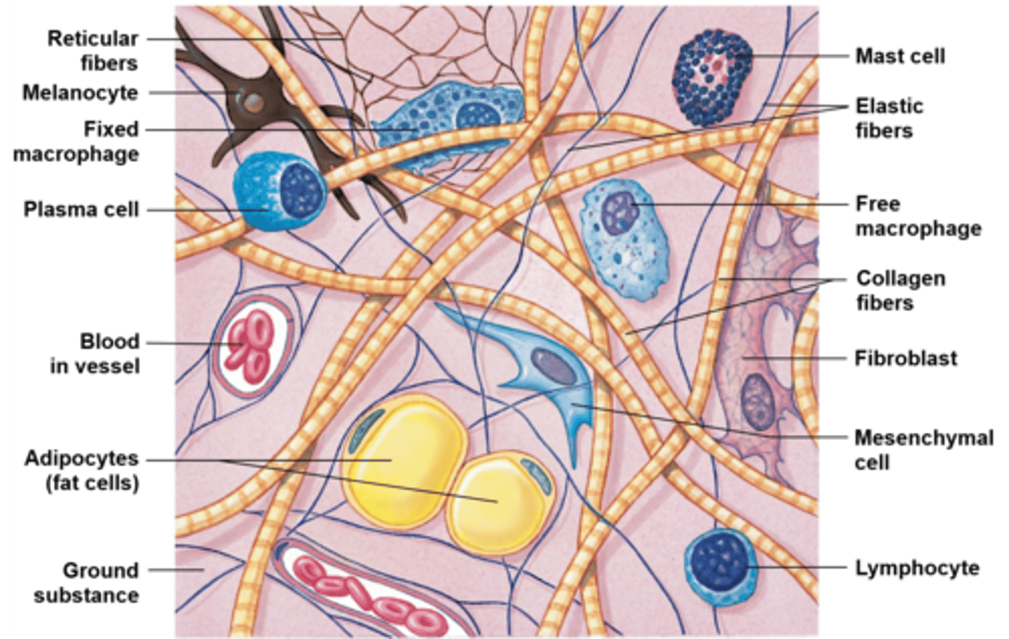 <p>Free macrophages, mast cells, lymphocytes, and microphages</p>