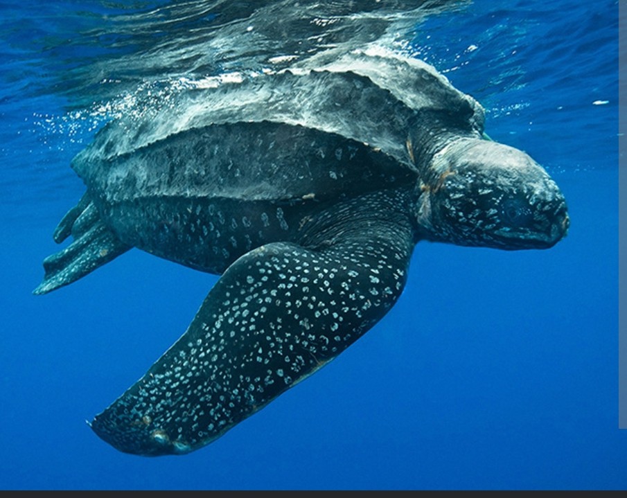 <p>Dermochelyidae family</p><p class="has-focus">diet primarily consisting of soft-bodied marine animals like jellyfish, Portuguese man-o-wars, and tunicates, though they also eat squid, fish, and crustaceans</p><p class="has-focus">leathery, non-bony shell with seven ridges, unusually long front flippers, a mostly black or dark blue color with pink and white splotches, and a very large size</p>