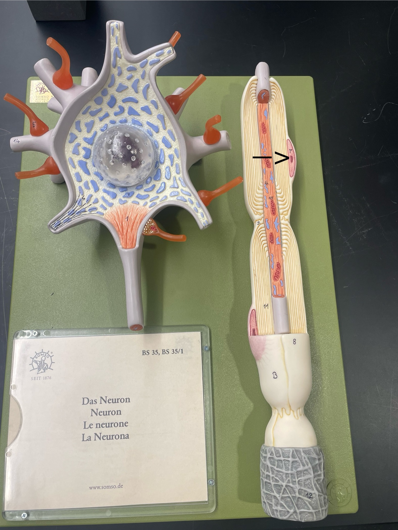 <p>ID cell (a type of glial cell found in the PNS)</p>