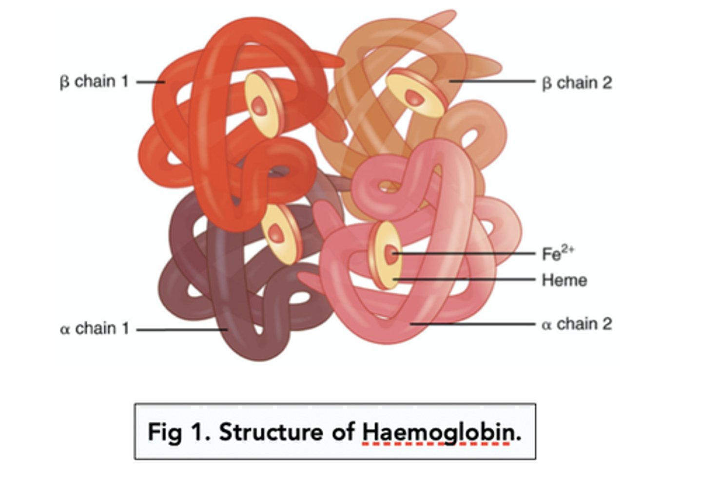 <p>NOTE: You do not need to learn the alpha and beta chains - simply there to help you understand the structure.</p>