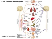 <p>in voleved in the stress response –constrics blood vessels</p><p>symathetic involvend </p><p>paarsymthatics- supresses </p><p>less slivia made </p><p>increases hart rates </p>