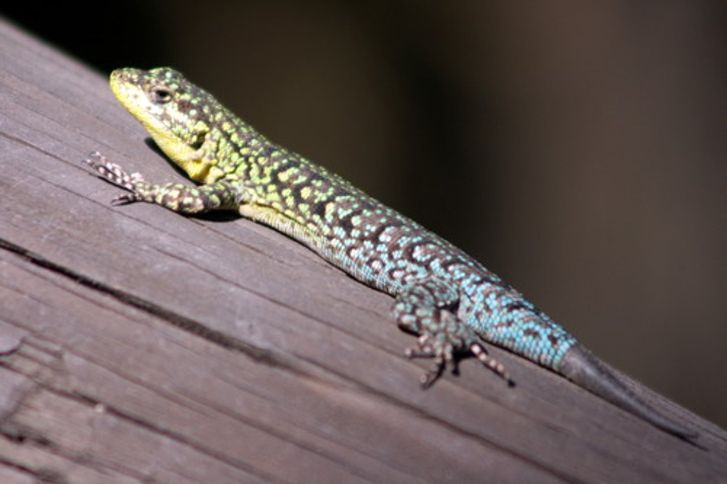 <p>lizard</p>