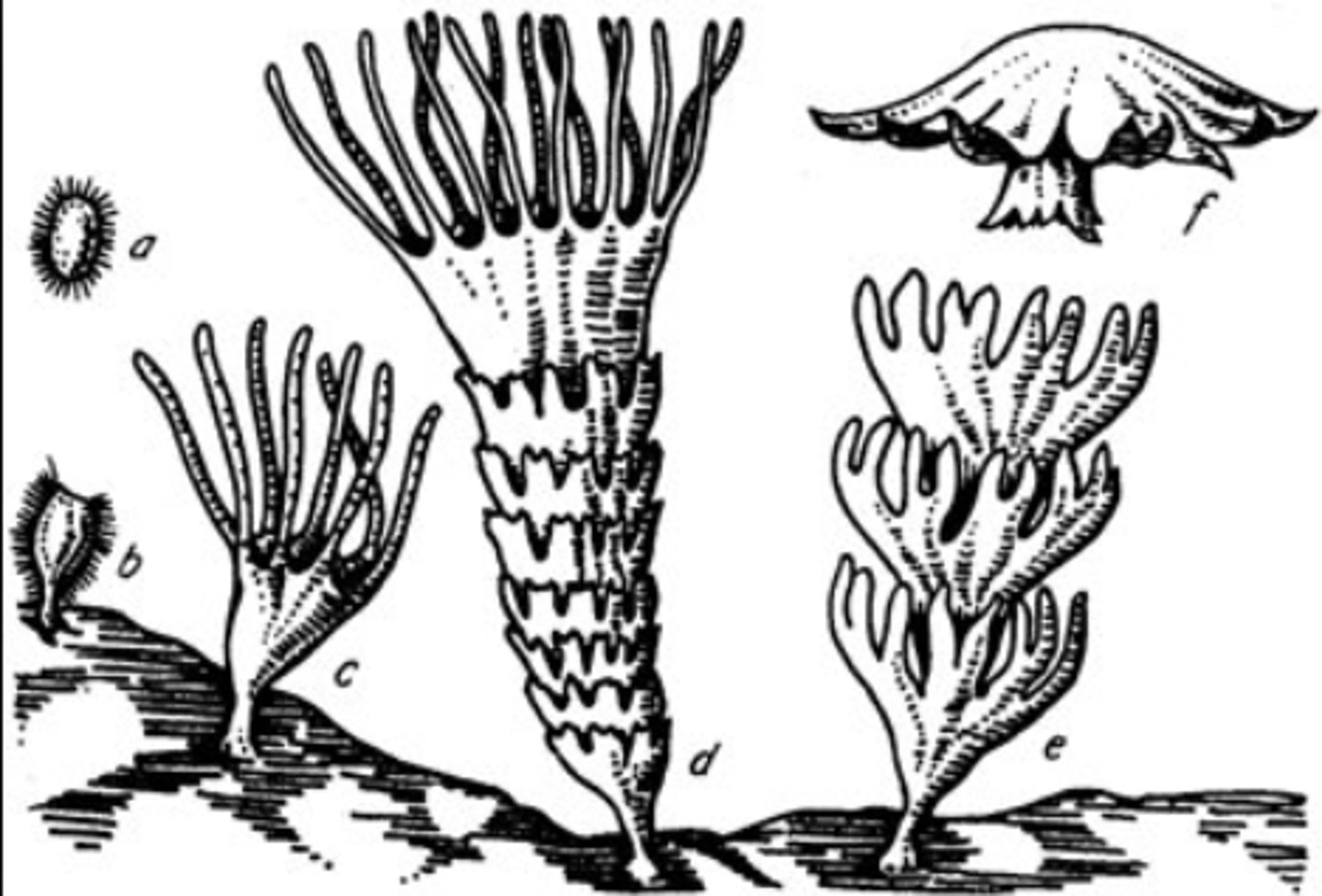 <p>Segments become mature and are released</p>