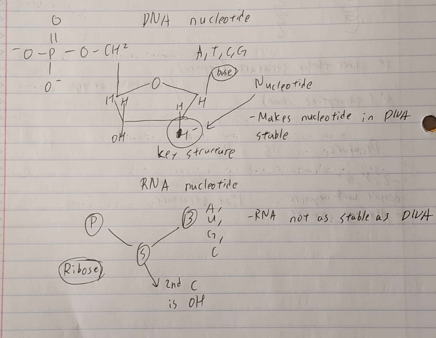 <ul><li><p>DNA —> deoxyribonucleic acid —> deoxy ribose phosphate base (A T G C) </p></li><li><p>RNA —> ribonucleic acid (ribose sugar + phosphate) (A U G C) </p></li></ul><p></p>