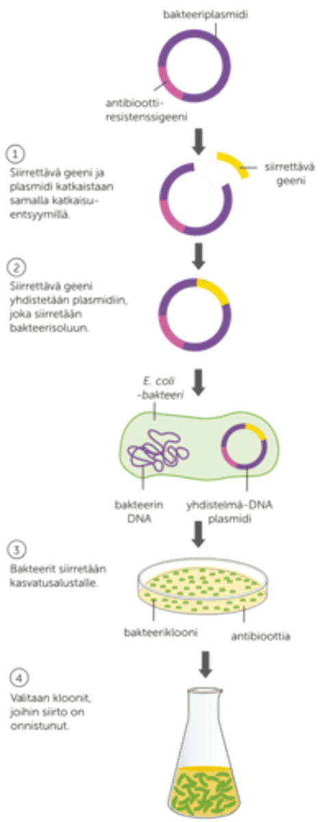 <p>Geenitekniikan menetelmä, jossa kaksi DNA-juostetta liitetään yhteen, jolloin syntyy uudenlaisia yhdistelmä-DNA-molekyylejä.</p><p>- joukko menetelmiä, joissa DNA:ta käsitellään, muokataan, yhdistetään ja siirretään eliöstä toiseen</p>