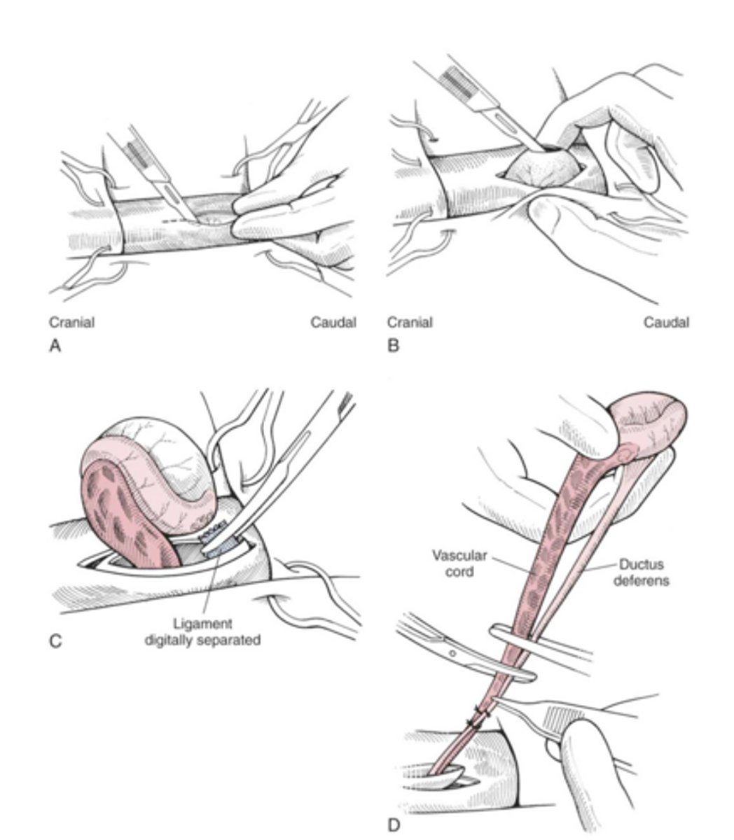 <p>what procedure is shown here</p>