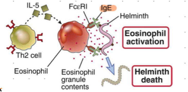 <ul><li><p>IgE combats parasites</p></li><li><p>helminth (worms) are big and cannot be phagocytosed</p><p>IgE opsonsises worms, FceRI on eosinophils binds IgE inducing eosinophil activation + release of cytoplasmic granules that kills the parasite </p></li></ul>
