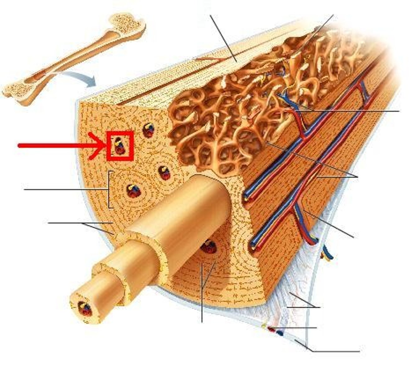 <p>A network of tubes running through compact bone that contain blood vessels and nerves</p>