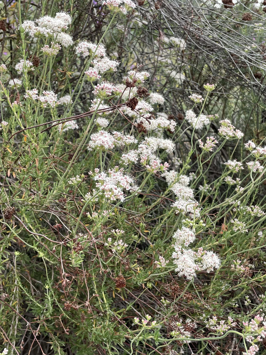 <p>California buckwheat </p>