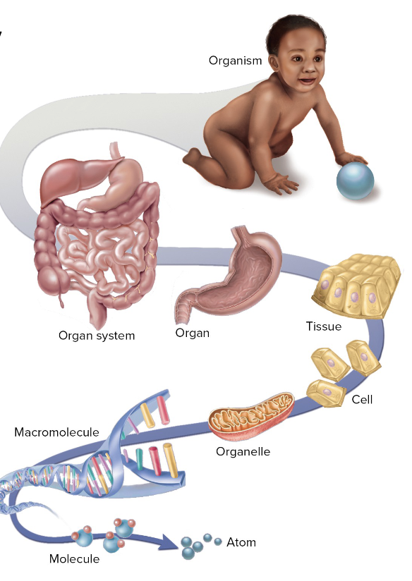 Organelle