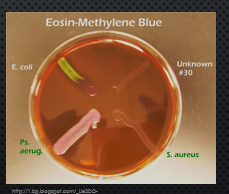 <p>selective media for gram negative organisms. inhibits the growth of gram-positive organisms due to the dye’s eosin Y and methylene Blue</p><p>lactose fermentation makes it a differential media. it causes precipitation of the dyes on the surface of the colonies resulting in different colors.</p><p>Lots of acid = green metallic sheen</p><p>small amount of acid = pink or blue center (fish eye)</p><p>no fermentation = colorless</p>