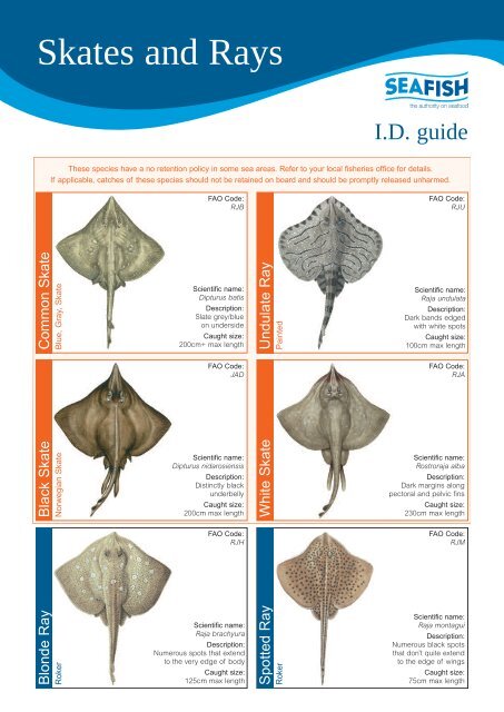 <p>=skates</p><ul><li><p>body flattened</p></li><li><p>pectoral fin expanded for swimming</p></li><li><p>mouth and gill slits on bentral surface</p></li><li><p>holes (spiracles) behind eye permit inflow of water current</p></li></ul><p></p>