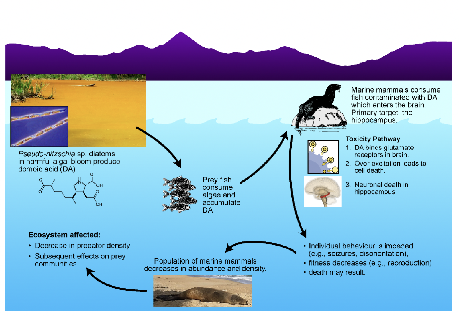 <ul><li><p>Produces domoic acid (DA,) a neurotoxin</p></li><li><p>Diatoms are consumed by shellfish (no harmful effects), and toxin can be transferred to seabirds and mammals</p></li><li><p>DA causes amnesic shellfish poisoning (ASP) in human and other animal consumers </p></li><li><p>Ecotoxicological effects through the food chain</p></li></ul>