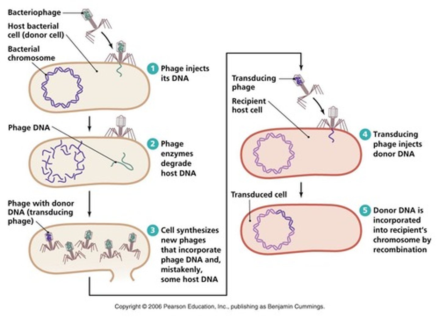 <p>host DNA gets "mispackaged" into a virus, then injected into another bacterial cell when the virus attaches to it.</p>