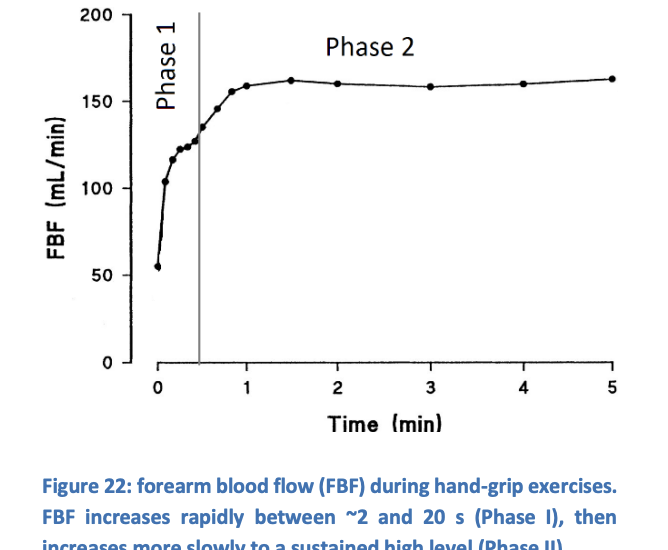 <ol><li><p>PHASE 1: blood flow increases very rapidly</p><ul><li><p>2 to 15-20s after initiation of contraction</p></li></ul></li><li><p>PHASE II: from 20s after initiation of contraction</p><ul><li><p>there is a sow increases in<strong> blood flow</strong> to sustained high levels</p></li></ul></li></ol><p></p>
