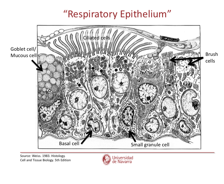 <p>Sensory receptor cells</p>