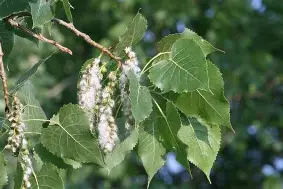 <p>Populus Deltoides</p>