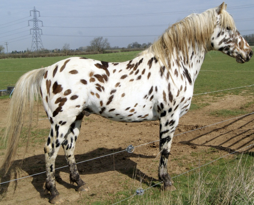 <p>leopard appaloosa </p>